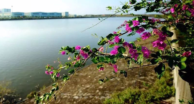 金沙js3833(中国游)有限公司官网